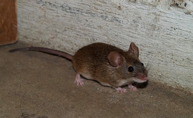 大阪市住吉区 ねずみ対策について 区民の方へ くらしの情報 環境衛生 動物 害虫など