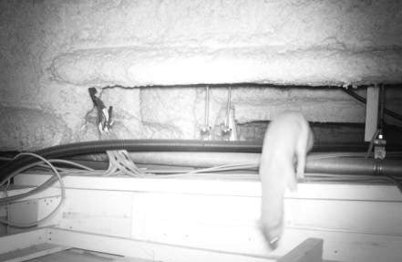 屋根裏に潜んでいるイタチの写真