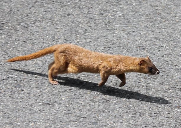 イタチが歩いている写真