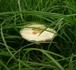 大阪市住吉区 毒キノコの食中毒にご注意ください 区民の方へ くらしの情報 食品衛生 食中毒