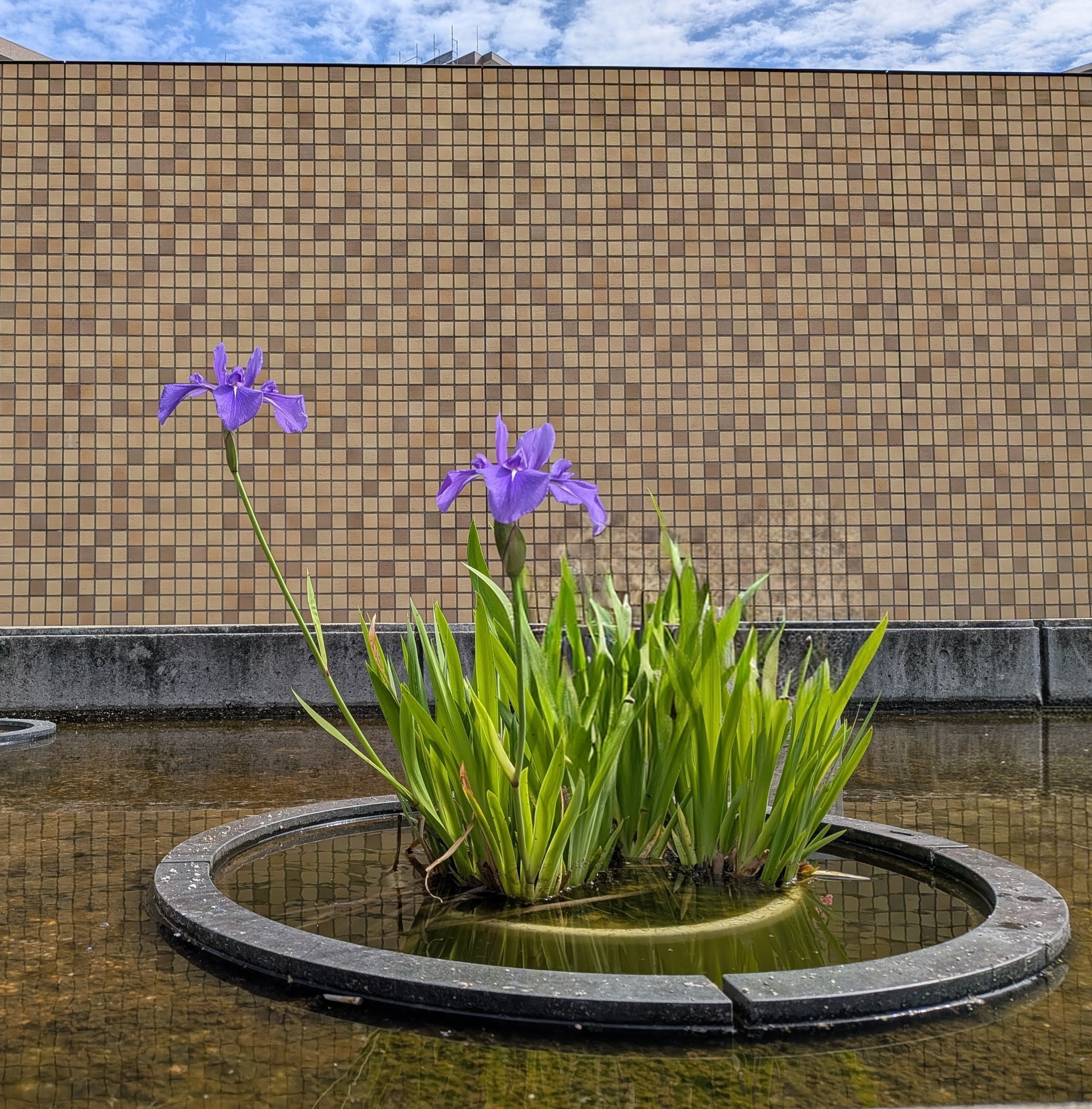 区の花「かきつばた」