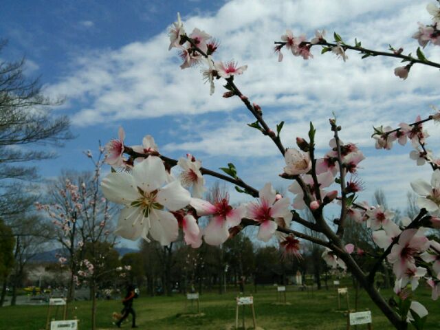 アーモンドの花の写真