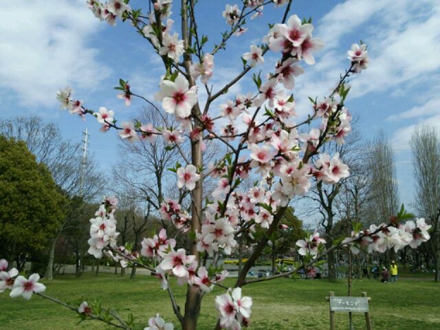 アーモンドの花の写真