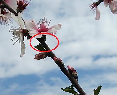 アーモンドの花の写真
