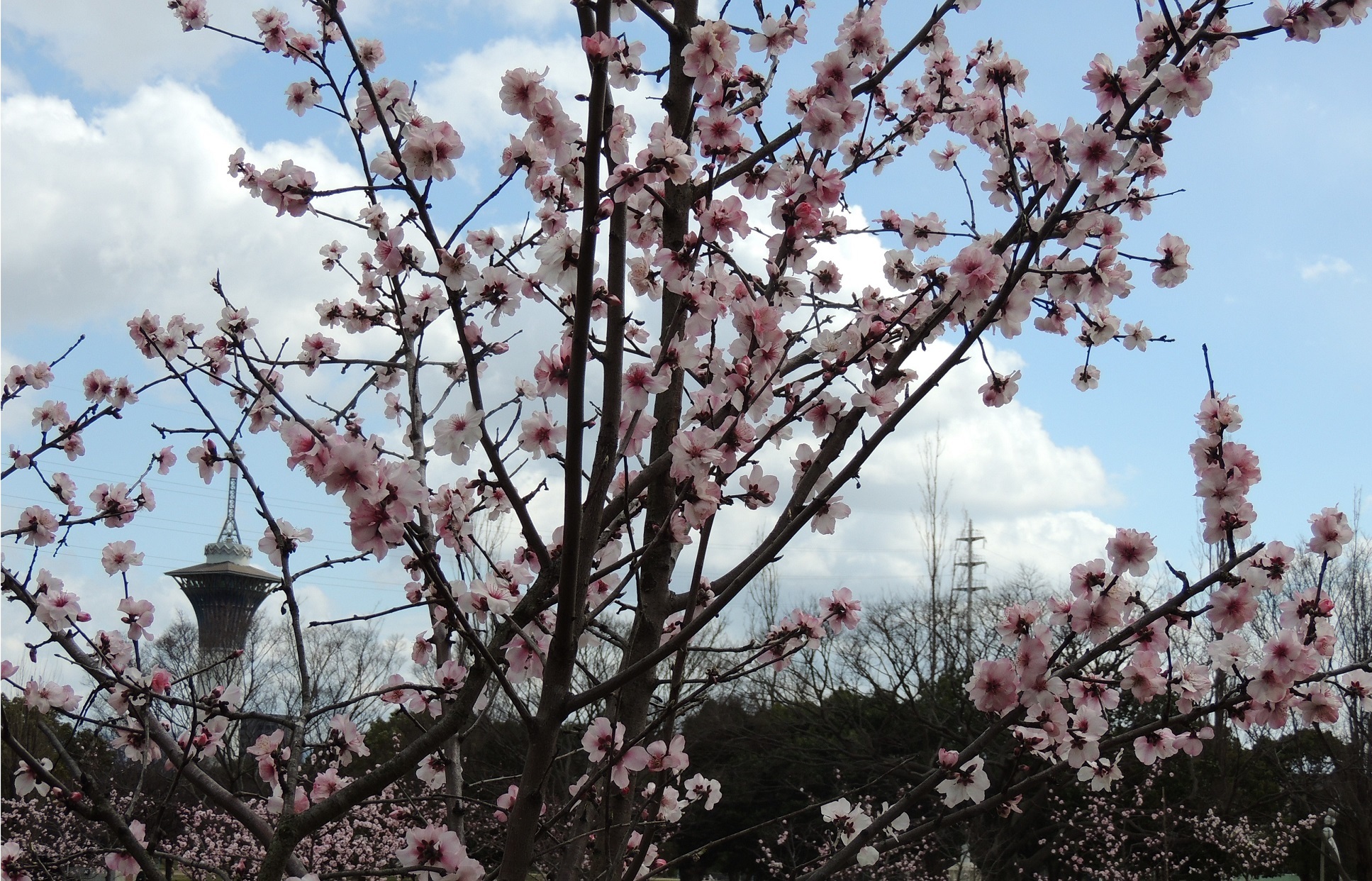 大阪市鶴見区 鶴見緑地の アーモンドの花 が咲きました 令和2年春 コミュニティ まちづくり わがまちのできごと