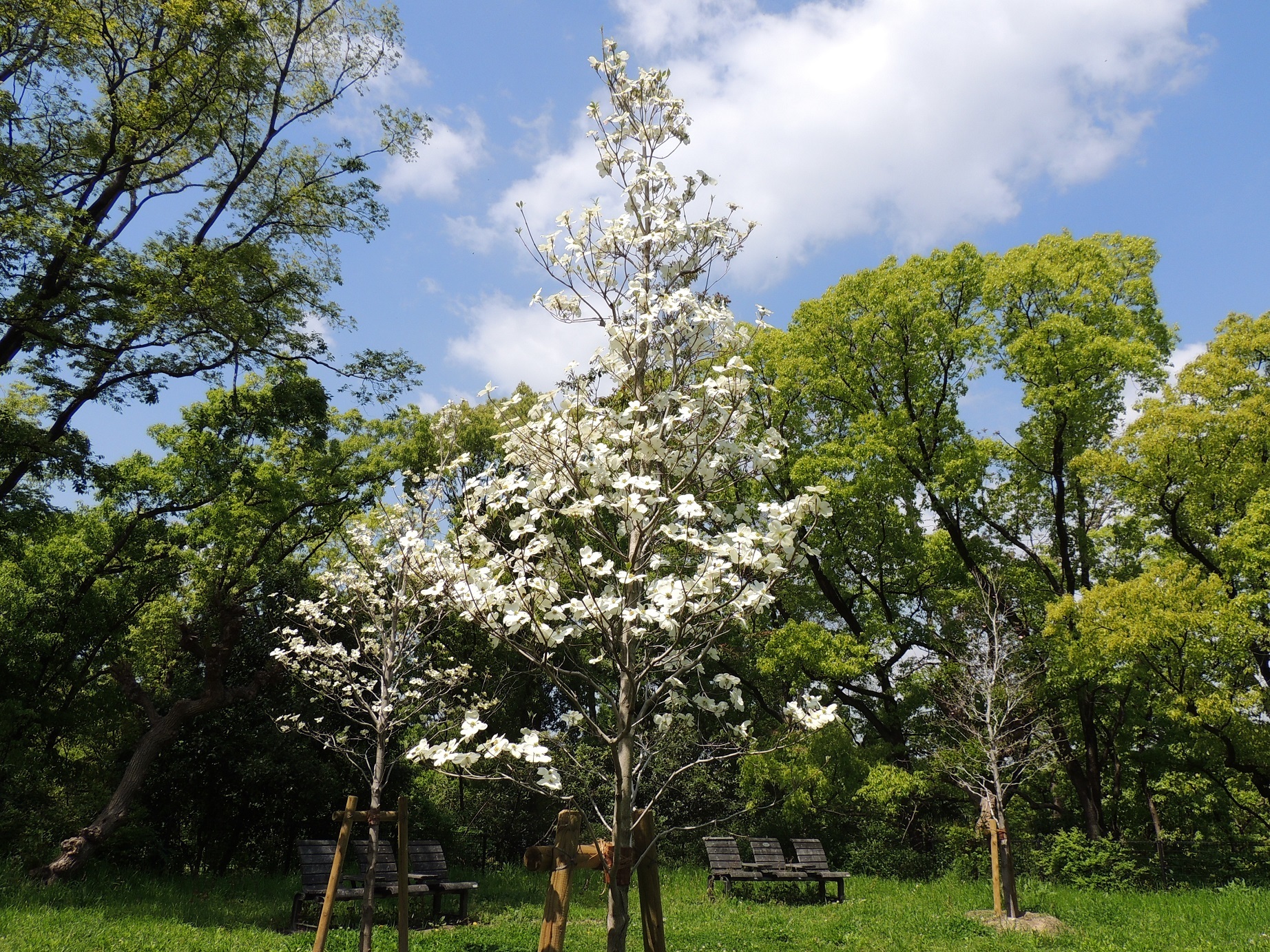 大阪市鶴見区 花博30周年記念植樹事業 ハナミズキの樹が花をつけました コミュニティ まちづくり わがまちのできごと