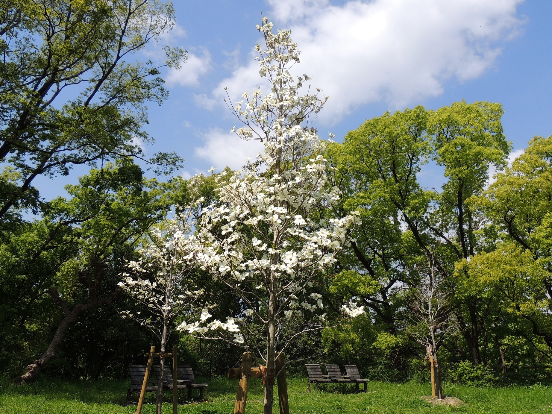 大阪市鶴見区 花博30周年記念植樹事業 ハナミズキの樹が花をつけました コミュニティ まちづくり わがまちのできごと 大阪市鶴見区 花博30周年記念植樹事業 ハナミズキの樹が花をつけました コミュニティ まちづくり わがまちのできごと