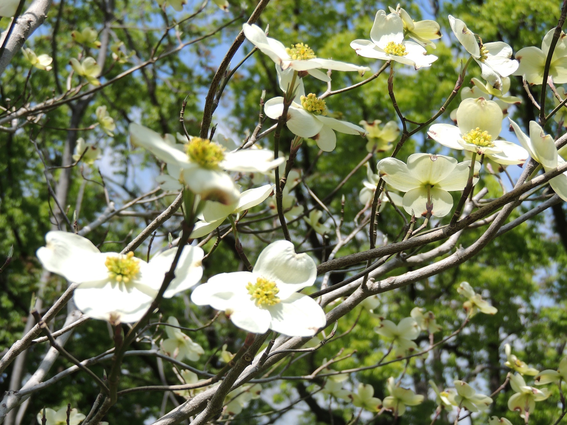 大阪市鶴見区 花博30周年記念植樹事業 ハナミズキの樹が花をつけました コミュニティ まちづくり わがまちのできごと