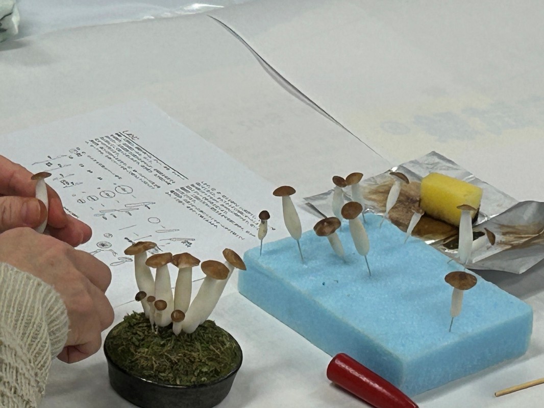 しめじの造形盆栽制作の様子